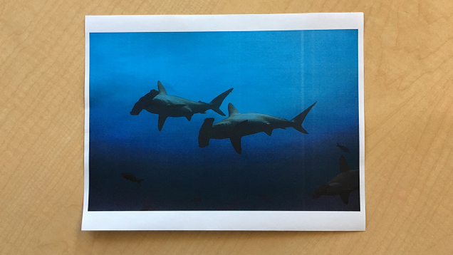 Illustration for article titled Life Of Luxury: Elton John’s 6 Favorite Shark Pictures To Stare At During Long, Transcontinental Flights